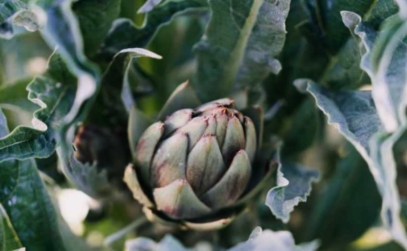 Heart of Sardinian artichoke